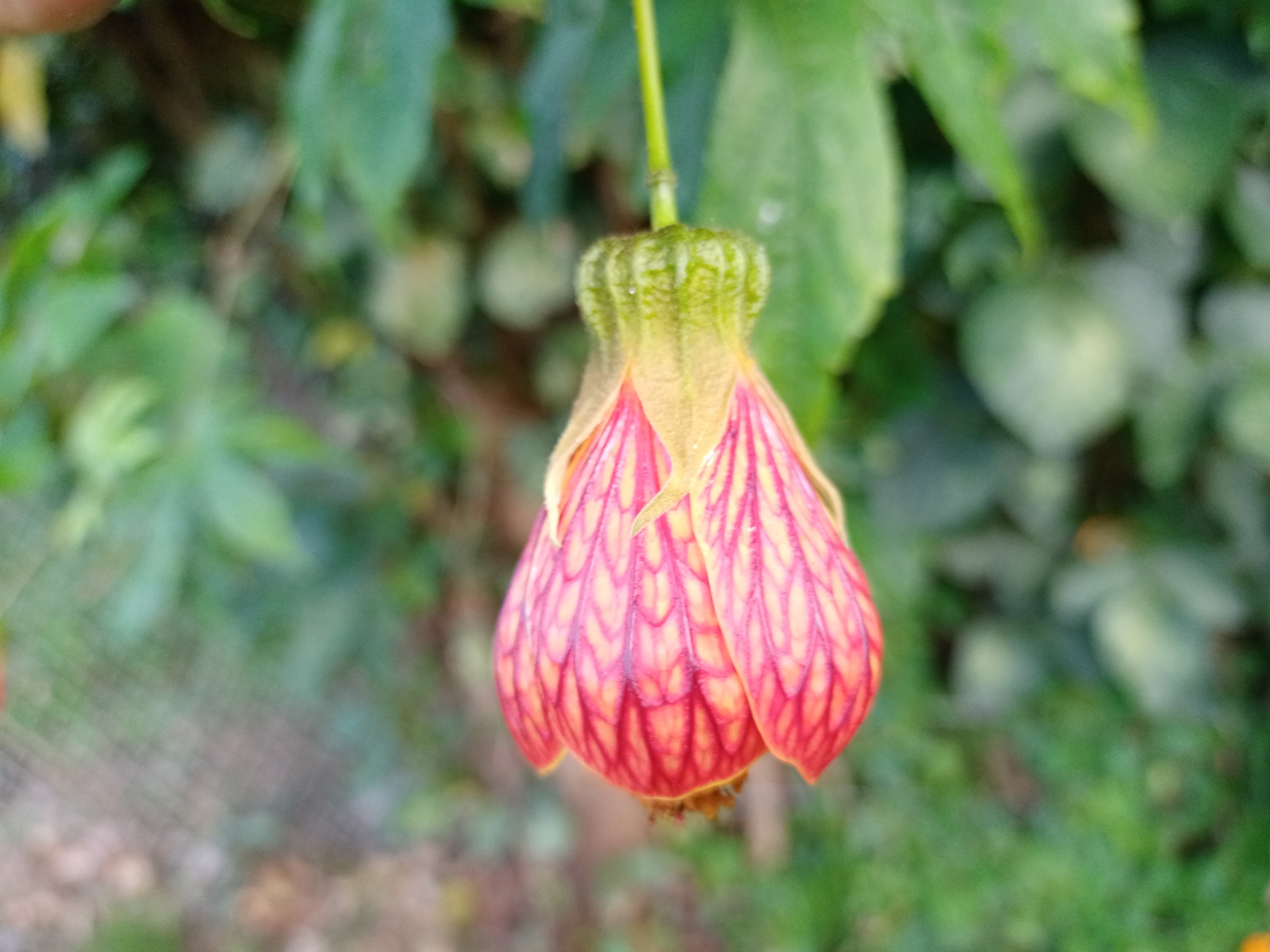 Callianthe picta image