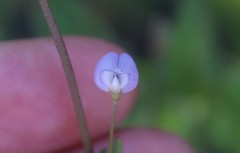 Vicia ludoviciana