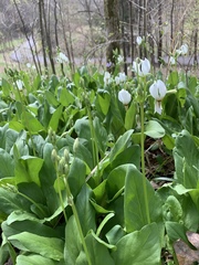 Primula meadia