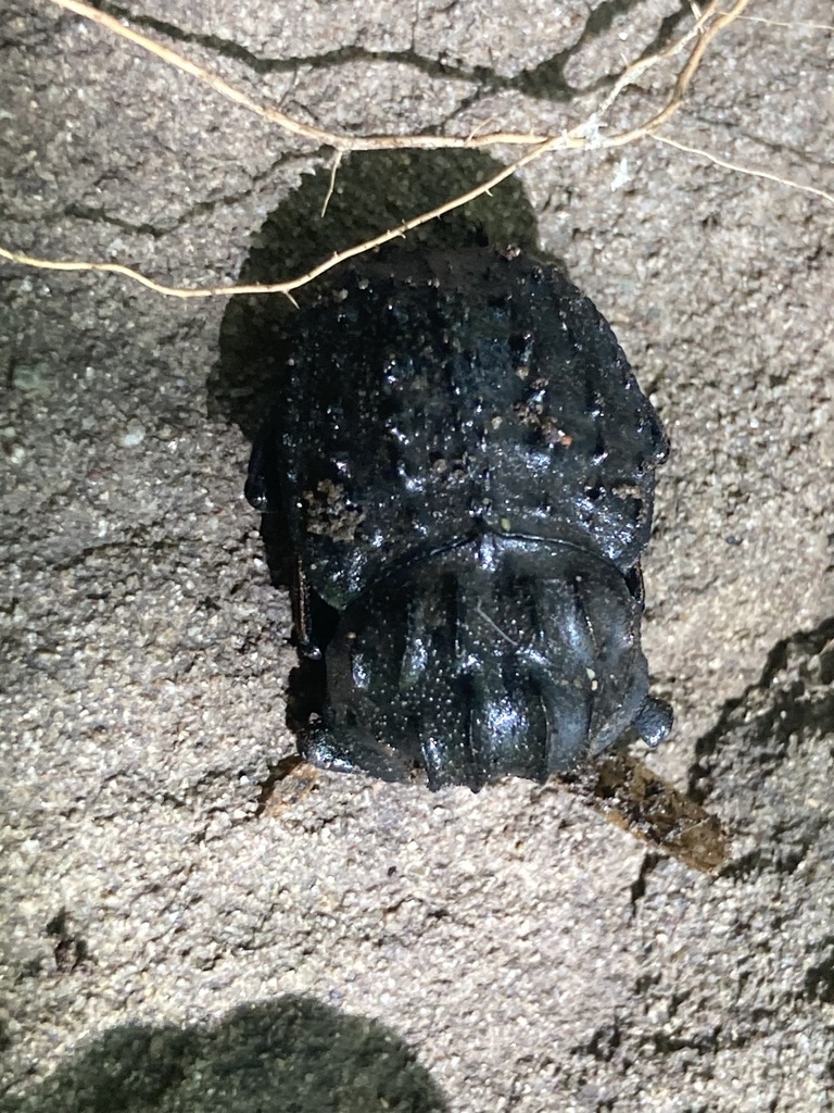 Dung Beetles from National Ave, Bulli, NSW, AU on December 25, 2023 at ...