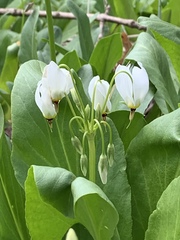 Primula meadia