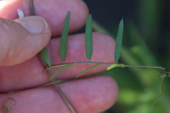 Vicia ludoviciana