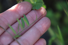 Vicia ludoviciana
