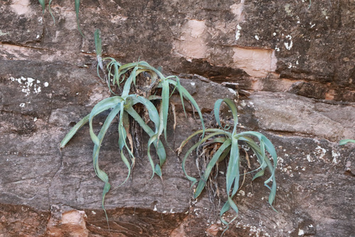 Agave vilmoriniana