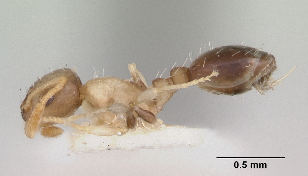 Acorn Ants