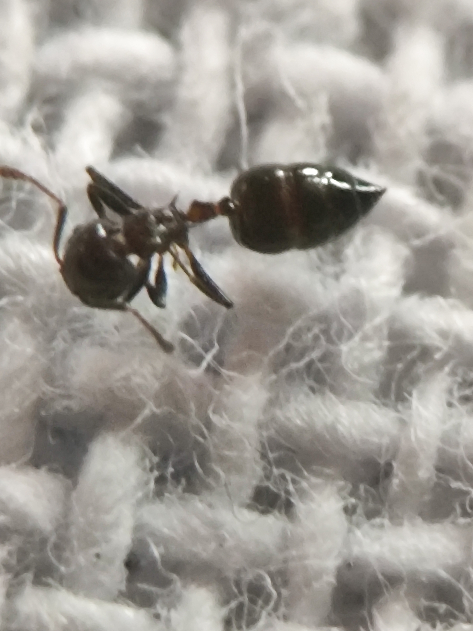 Crematogaster travancorensis