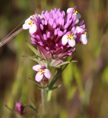 Castilleja densiflora gracilis