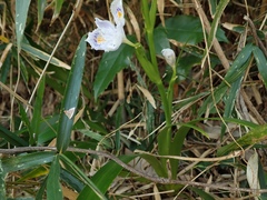 Iris japonica