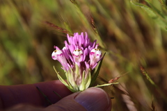 Castilleja densiflora gracilis