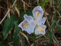 Iris japonica