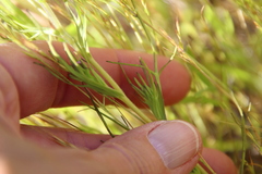 Castilleja densiflora gracilis