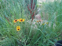 Rudbeckia hirta