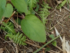 Campanula punctata punctata