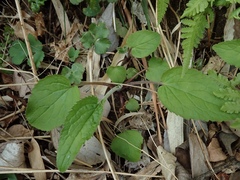 Campanula punctata punctata