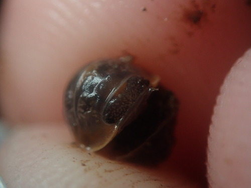 Venezillo booneae