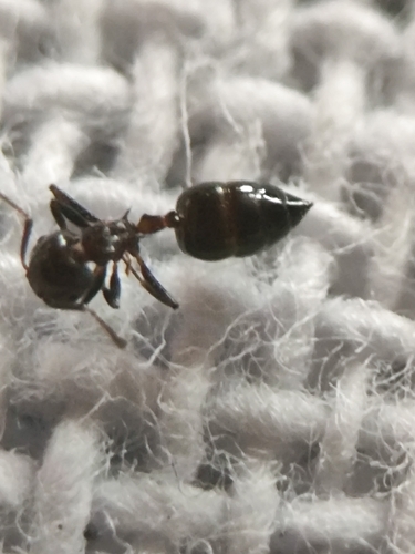 Crematogaster travancorensisCrematogaster travancorensis