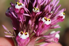 Castilleja densiflora gracilis