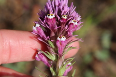 Castilleja densiflora gracilis
