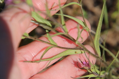 Castilleja densiflora gracilis