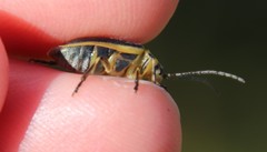 Trirhabda luteocincta