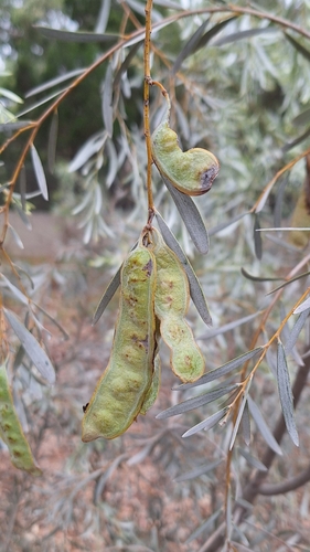 Image of Acacia pendula by no rights reserved