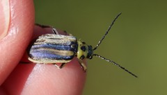 Trirhabda luteocincta