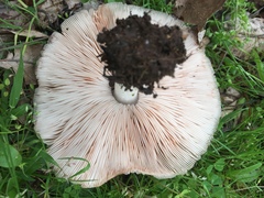 Pluteus cervinus
