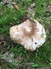 Pluteus cervinus