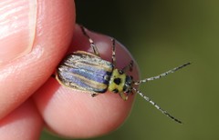 Trirhabda luteocincta