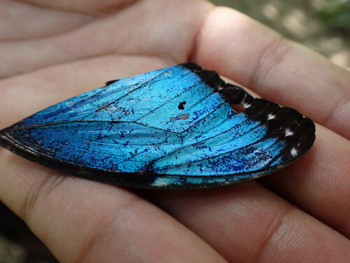 Blue morpho