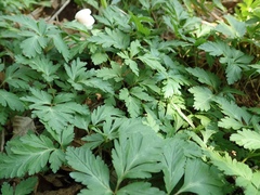 Anemonoides nikoensis