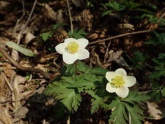 Anemonoides nikoensis