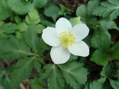 Anemonoides nikoensis