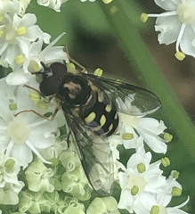 Dasysyrphus intrudens