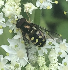 Dasysyrphus intrudens