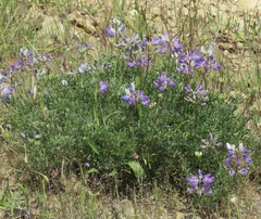 Lupinus variicolor