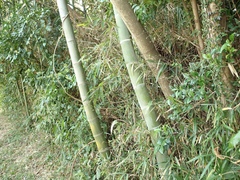 Phyllostachys edulis