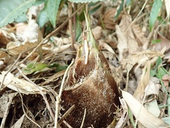 Phyllostachys edulis