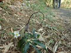 Arisaema thunbergii urashima