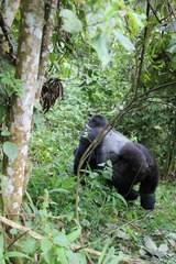 Gorilla beringei beringei