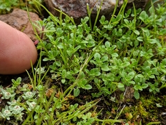 Pogogyne serpylloides