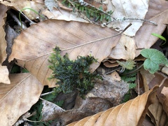 Jubula pennsylvanica