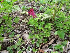 Corydalis buschii