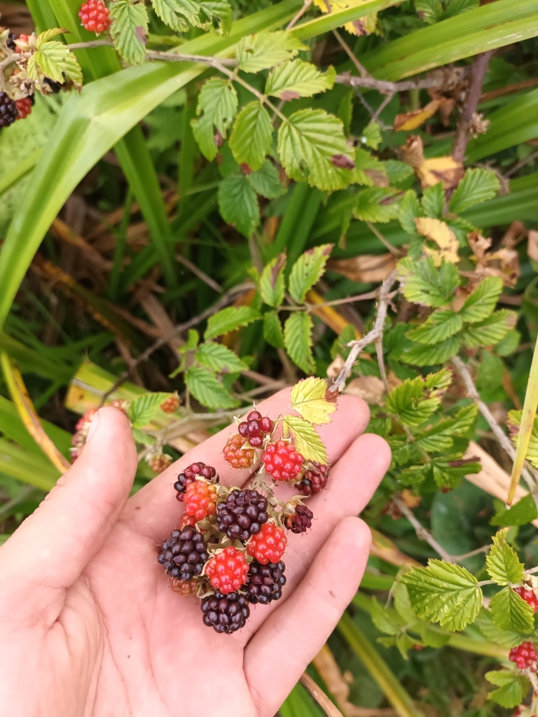 South African Raspberry from Overstrand Local Municipality, South ...