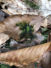 Jubula pennsylvanica