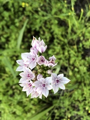 Allium praecox