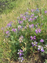 Lupinus variicolor