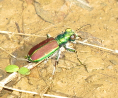 Cicindela splendida