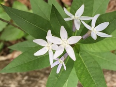 Amsonia tabernaemontana
