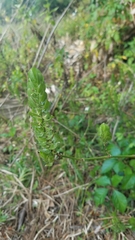 Ruellia blechum image